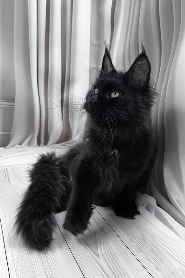 Gaya | Maine Coon Kitten