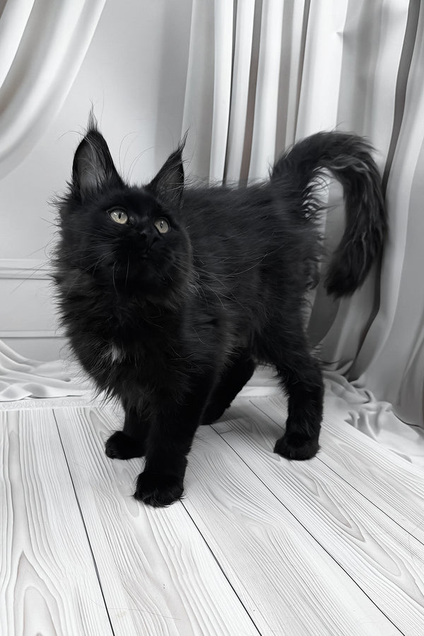 Gaya | Maine Coon Kitten