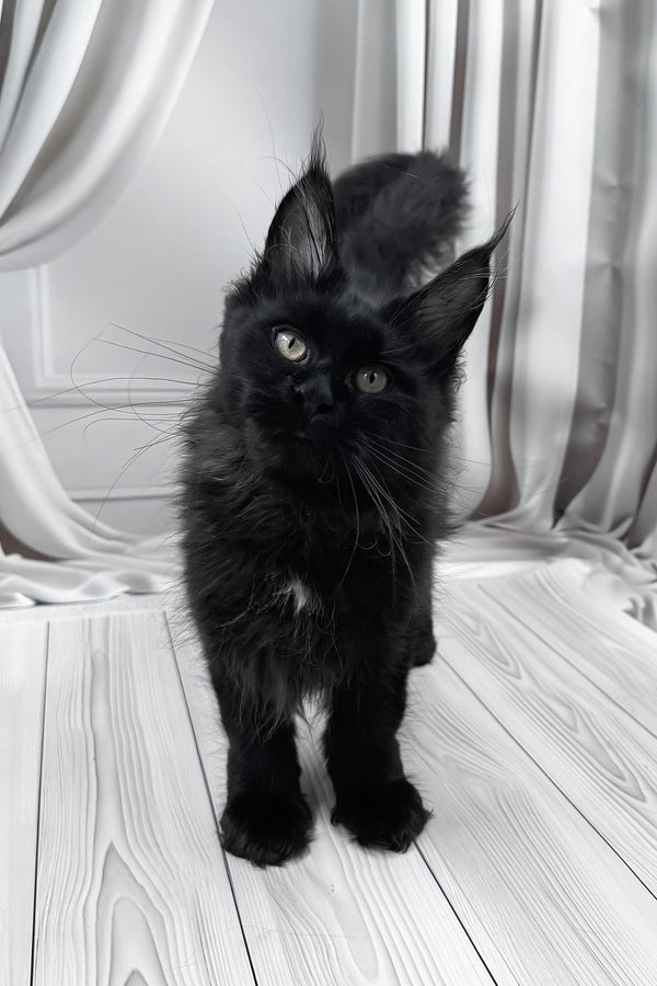 Gaya | Maine Coon Kitten