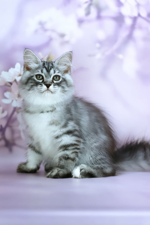 Gem | Siberian Kitten