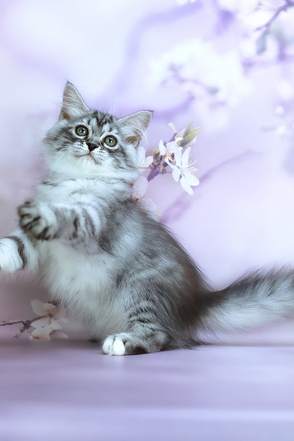 Gem | Siberian Kitten