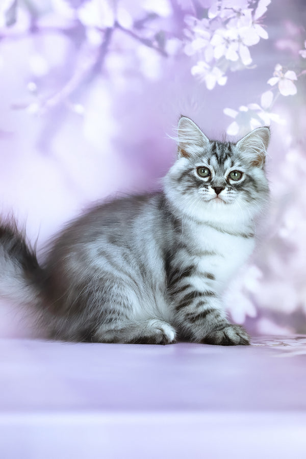 Gem | Siberian Kitten