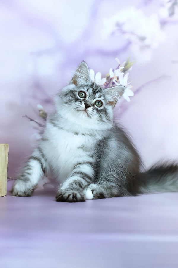Gem | Siberian Kitten
