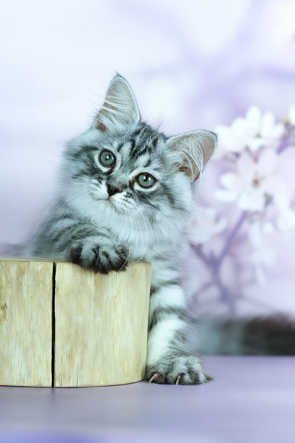 Gem | Siberian Kitten