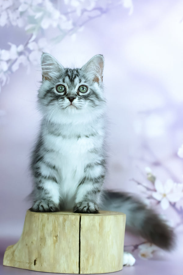 Gem | Siberian Kitten