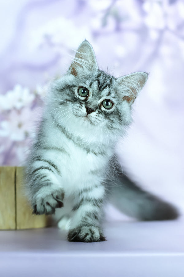Gem | Siberian Kitten