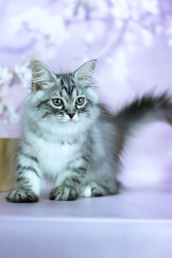 Gem | Siberian Kitten