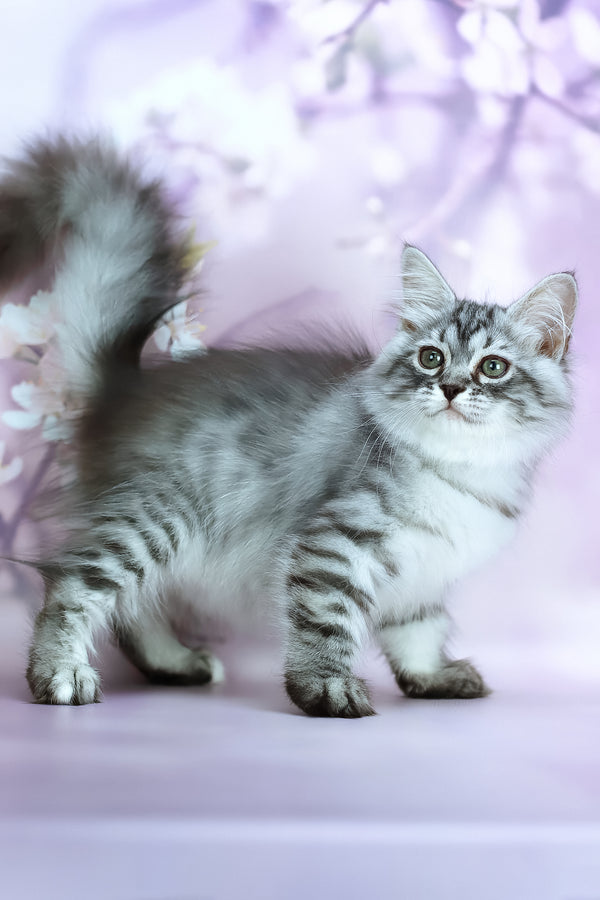 Gem | Siberian Kitten