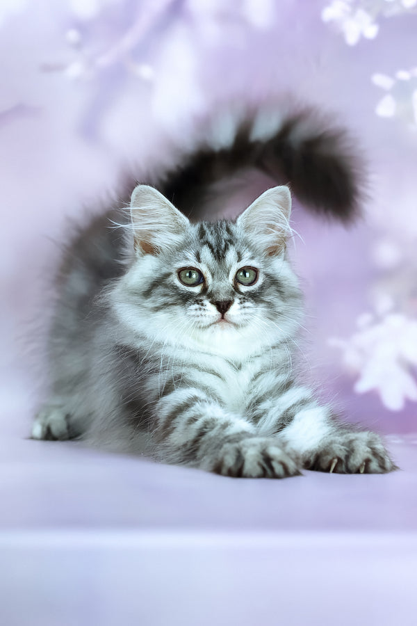 Gem | Siberian Kitten