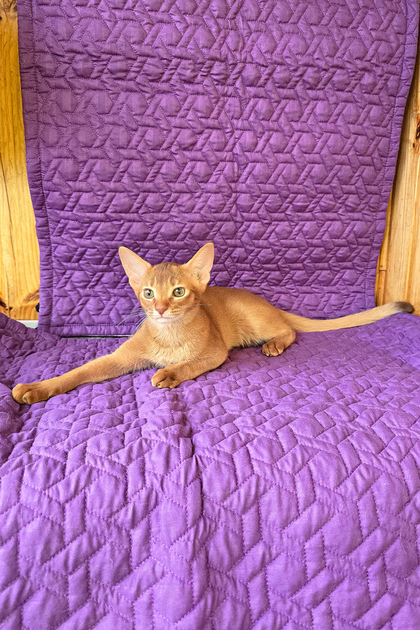 Gemma | Abyssinian Kitten