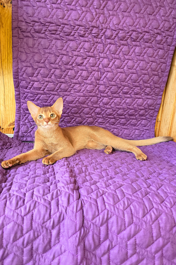 Gemma | Abyssinian Kitten