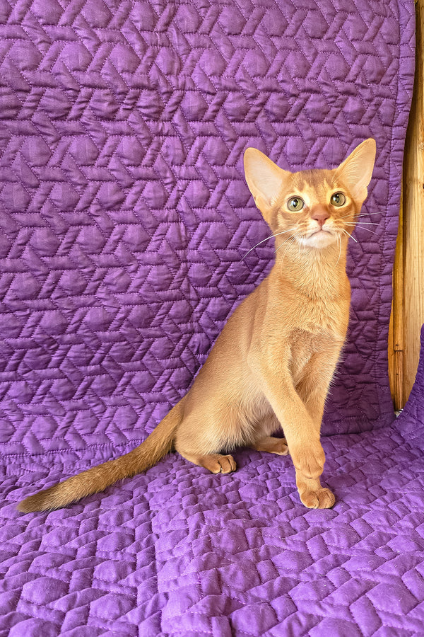 Gemma | Abyssinian Kitten