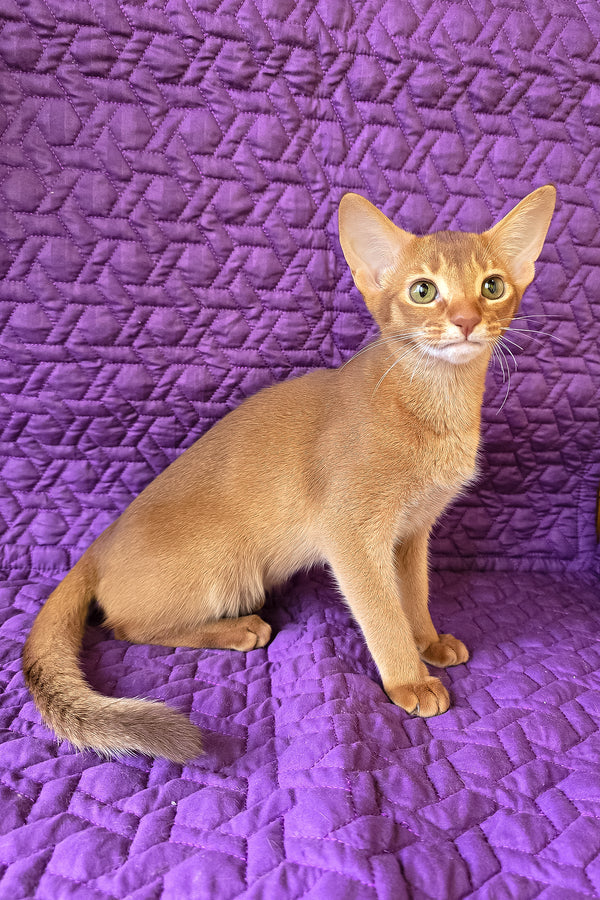 Gemma | Abyssinian Kitten