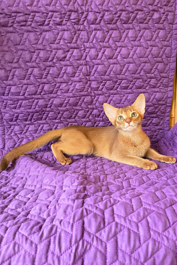 Gemma | Abyssinian Kitten