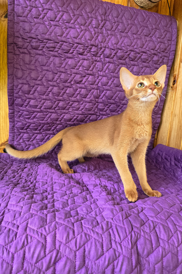 Gemma | Abyssinian Kitten