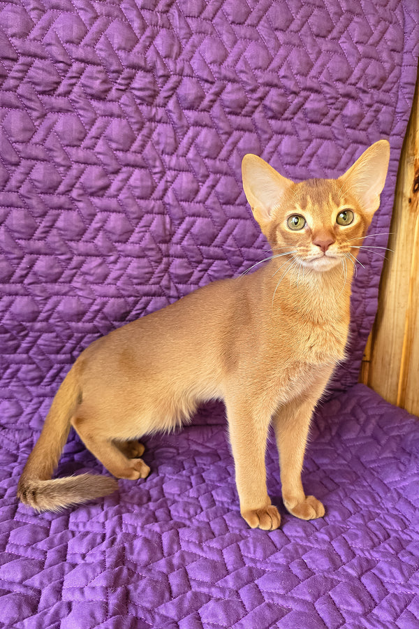 Gemma | Abyssinian Kitten