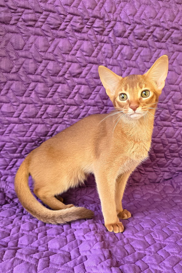 Gemma | Abyssinian Kitten