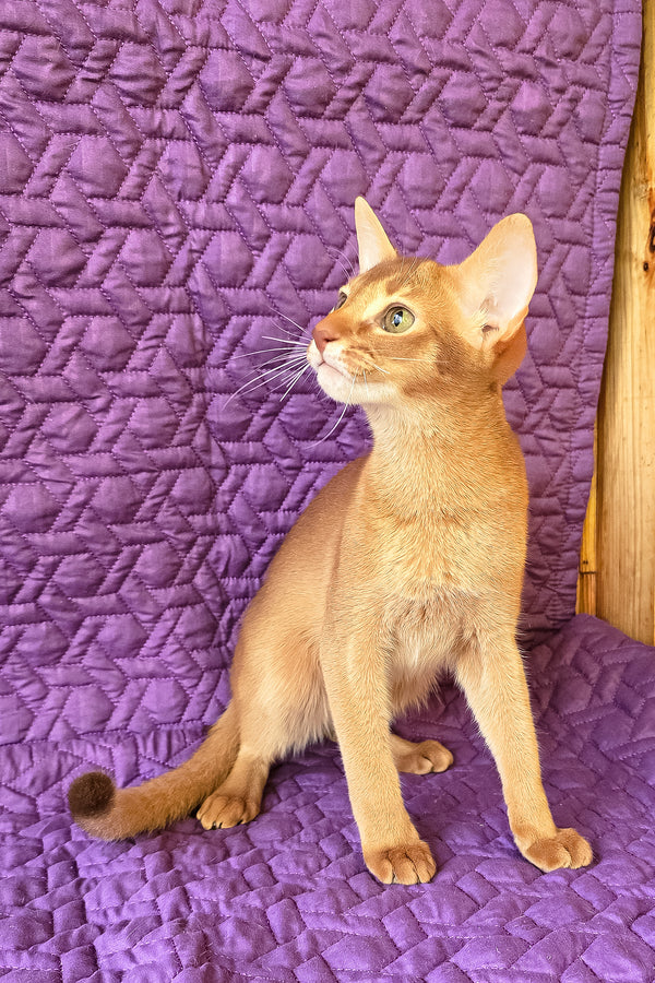 Gemma | Abyssinian Kitten
