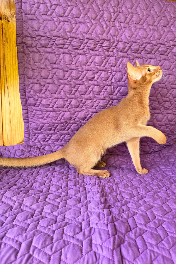 Gemma | Abyssinian Kitten