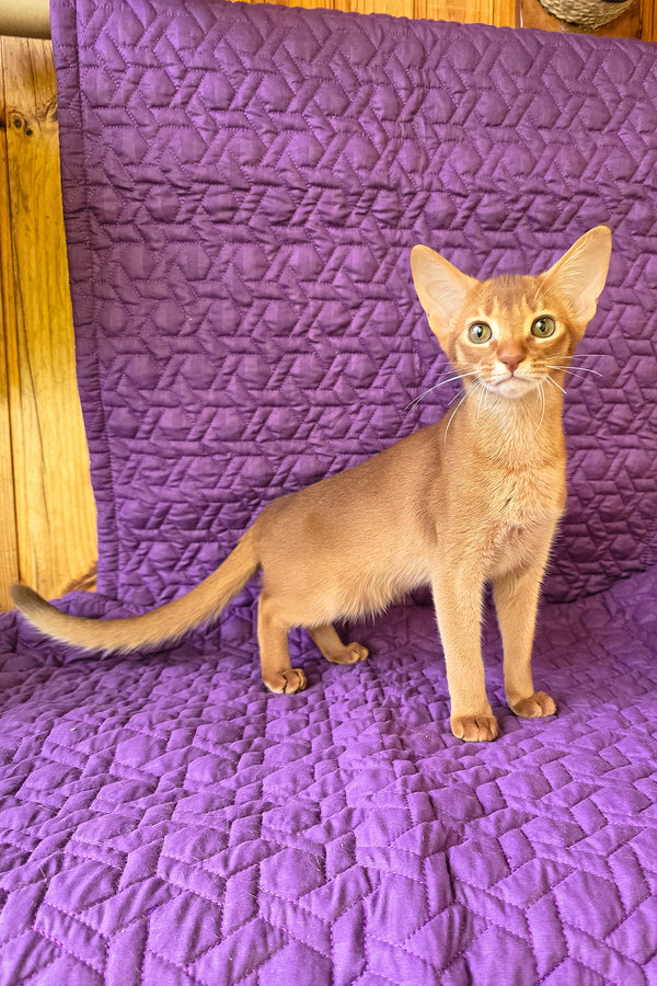 Gemma | Abyssinian Kitten