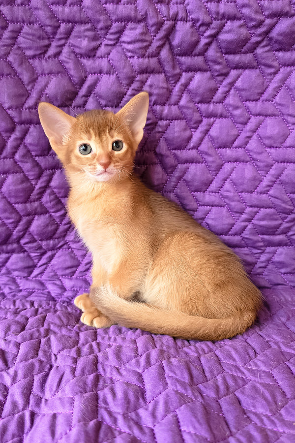 Gemma | Abyssinian Kitten