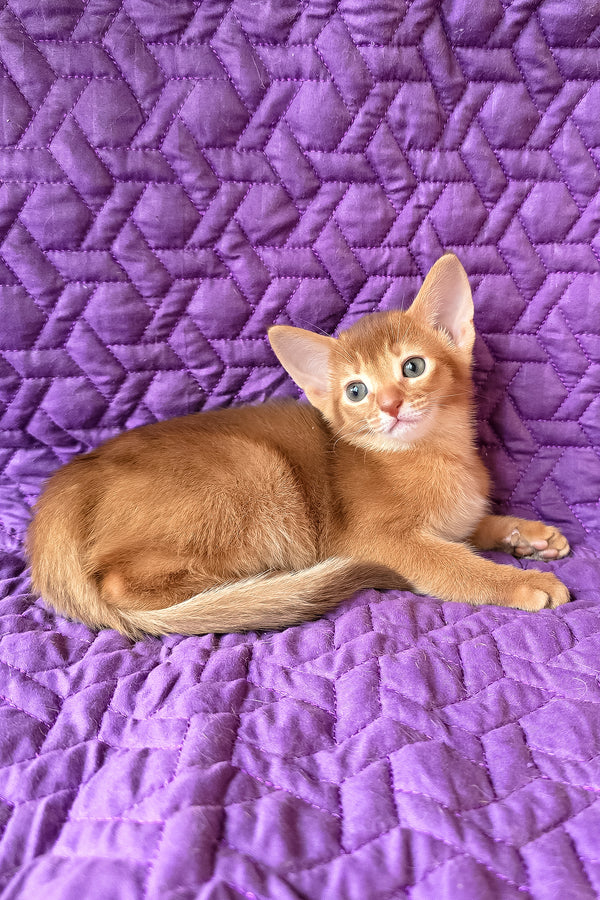 Gemma | Abyssinian Kitten