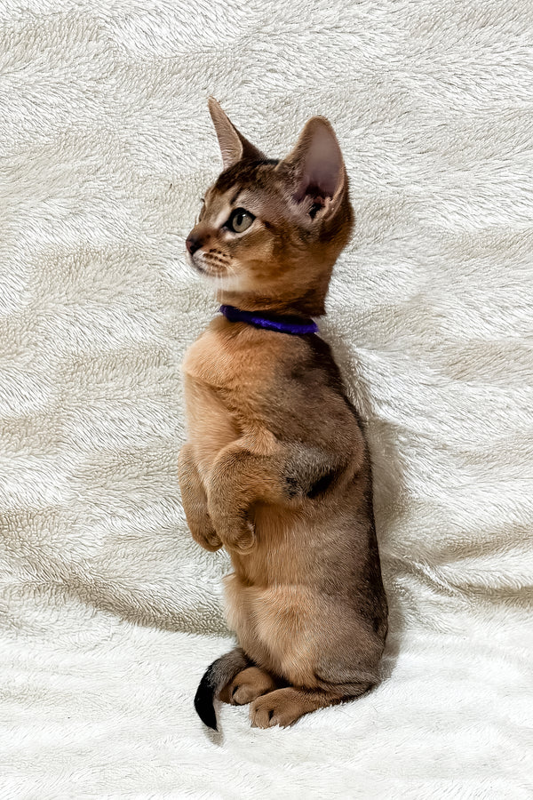 Geneva | Abyssinian Kitten