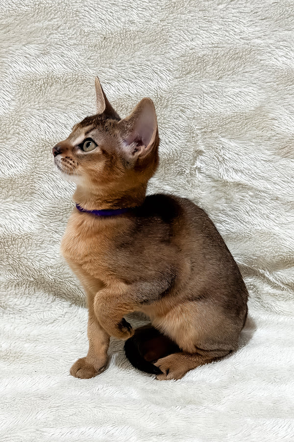 Geneva | Abyssinian Kitten