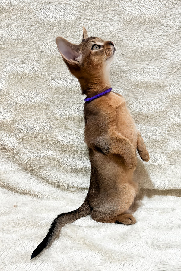 Geneva | Abyssinian Kitten