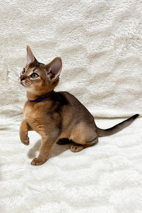 Geneva | Abyssinian Kitten