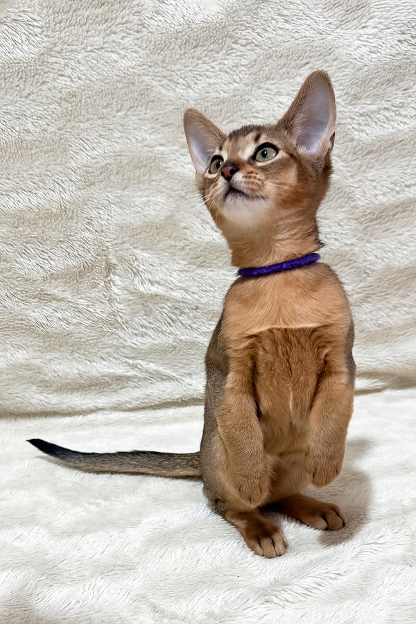Geneva | Abyssinian Kitten
