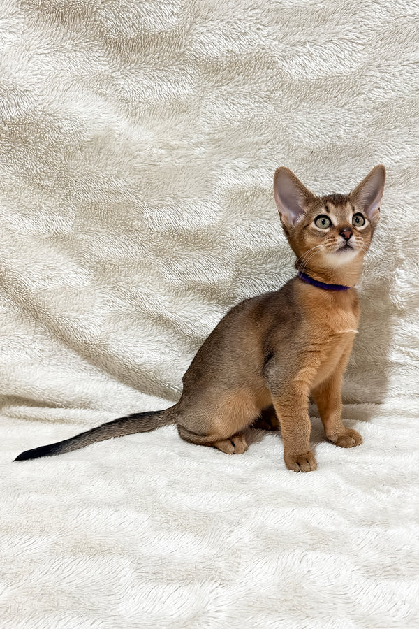 Geneva | Abyssinian Kitten