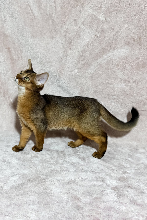 Grace | Abyssinian Kitten