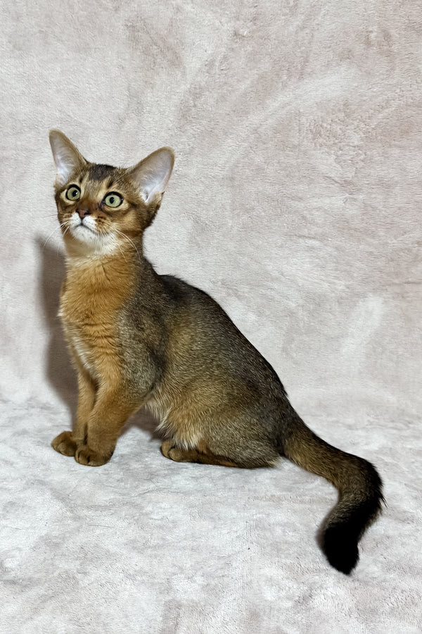 Grace | Abyssinian Kitten