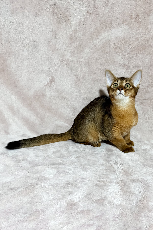 Grace | Abyssinian Kitten