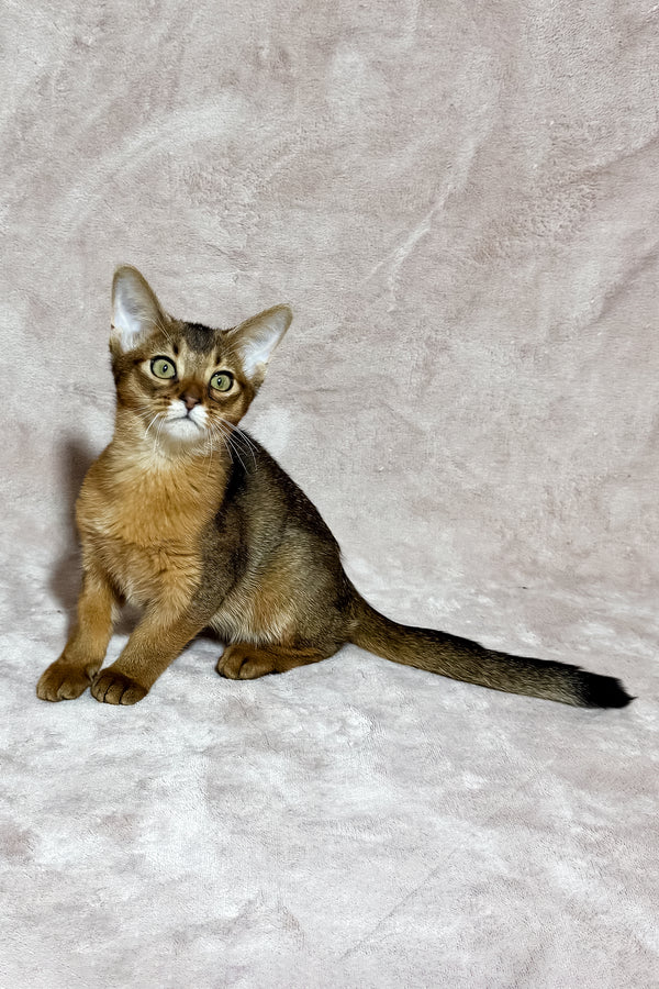 Grace | Abyssinian Kitten