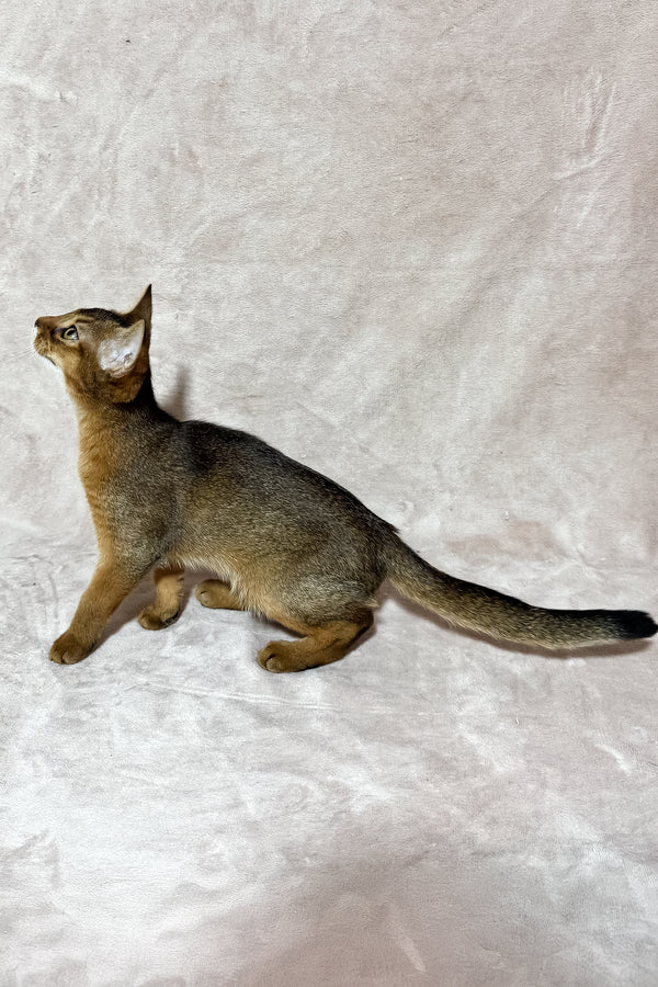 Grace | Abyssinian Kitten
