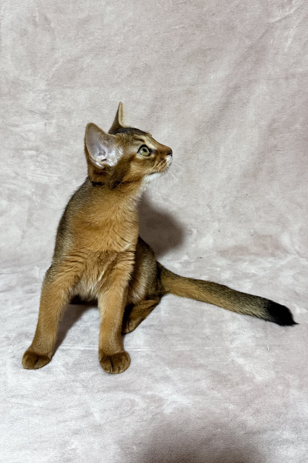 Grace | Abyssinian Kitten