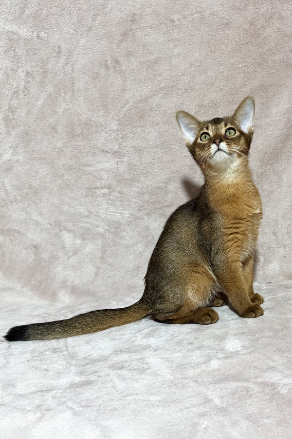 Grace | Abyssinian Kitten