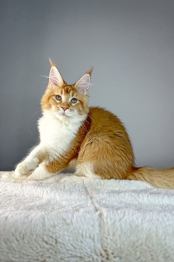 George | Maine Coon Kitten