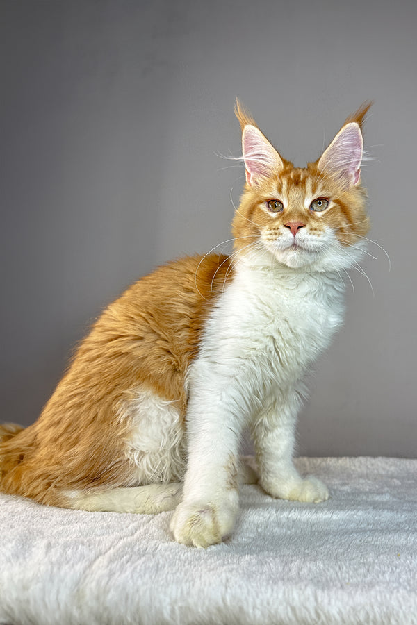 George | Maine Coon Kitten