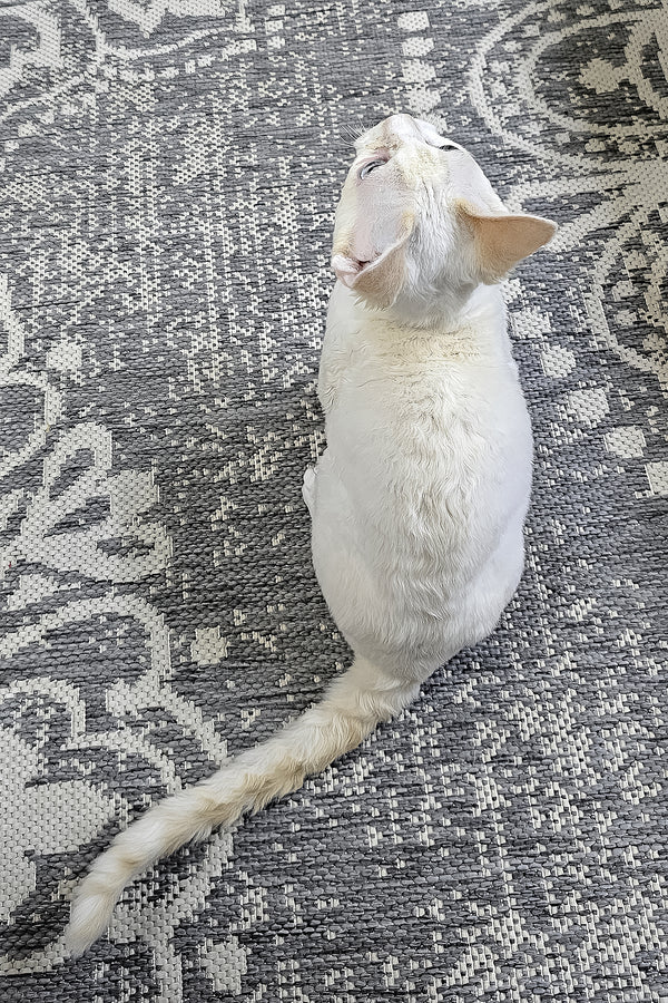 Gerald | Devon Rex Kitten
