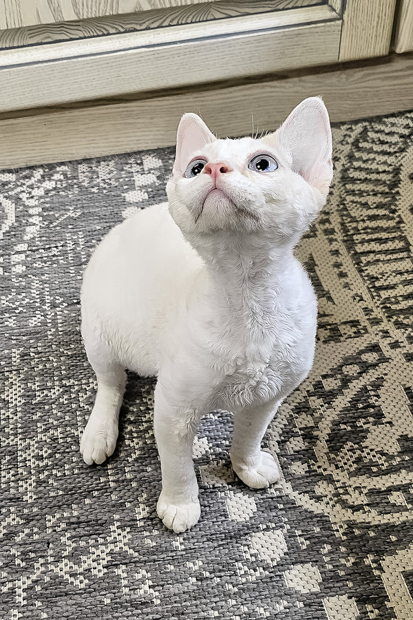 Gerald | Devon Rex Kitten