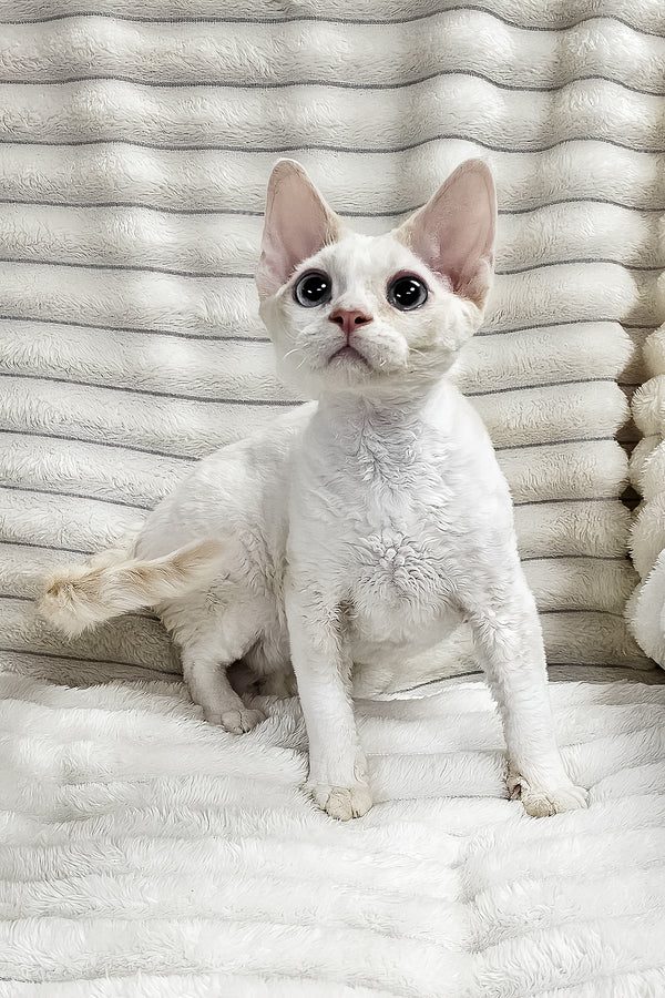 Gerald | Devon Rex Kitten