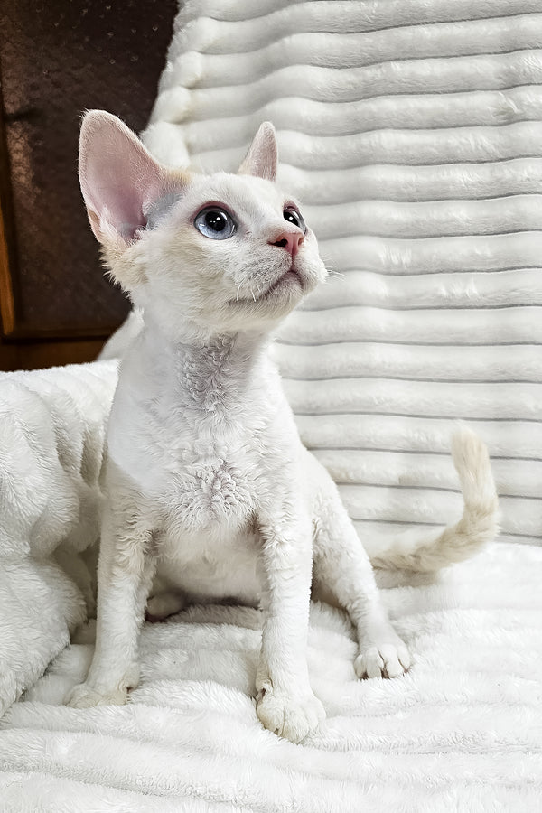 Gerald | Devon Rex Kitten