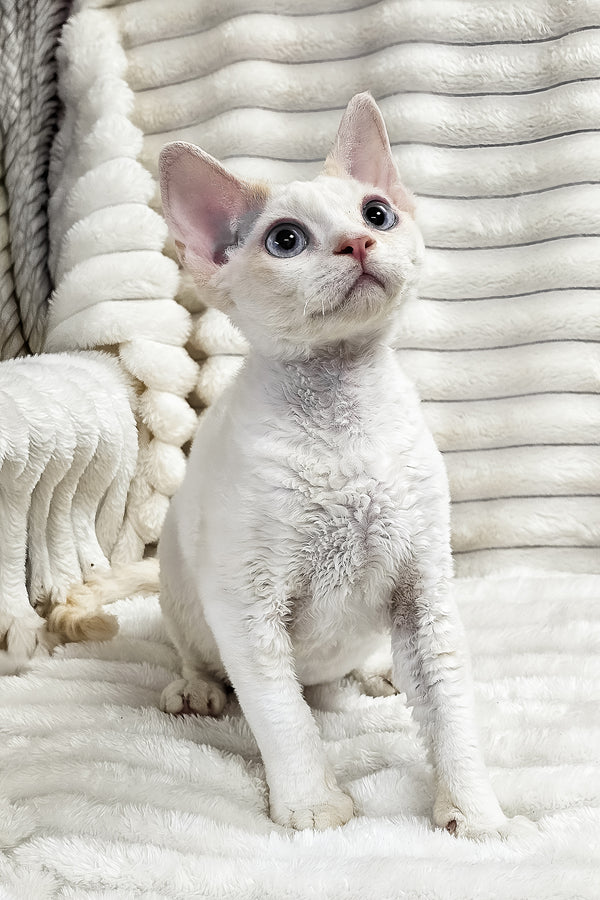 Gerald | Devon Rex Kitten