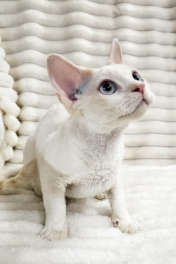 Gerald | Devon Rex Kitten