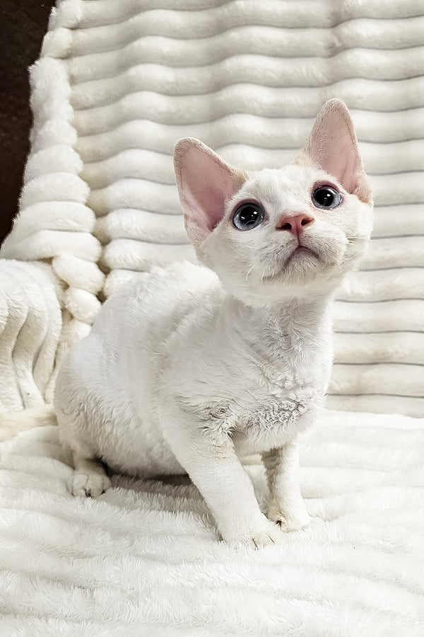 Gerald | Devon Rex Kitten