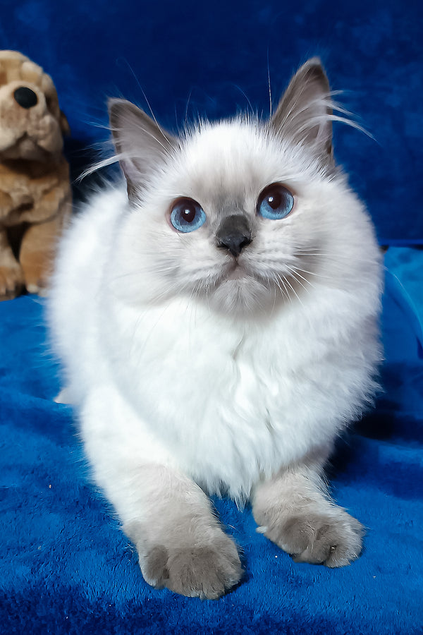 Gerda | Siberian Kitten