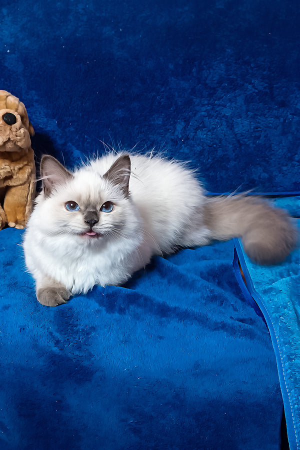 Gerda | Siberian Kitten